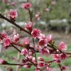 Reliance Peach #5 - Image 2